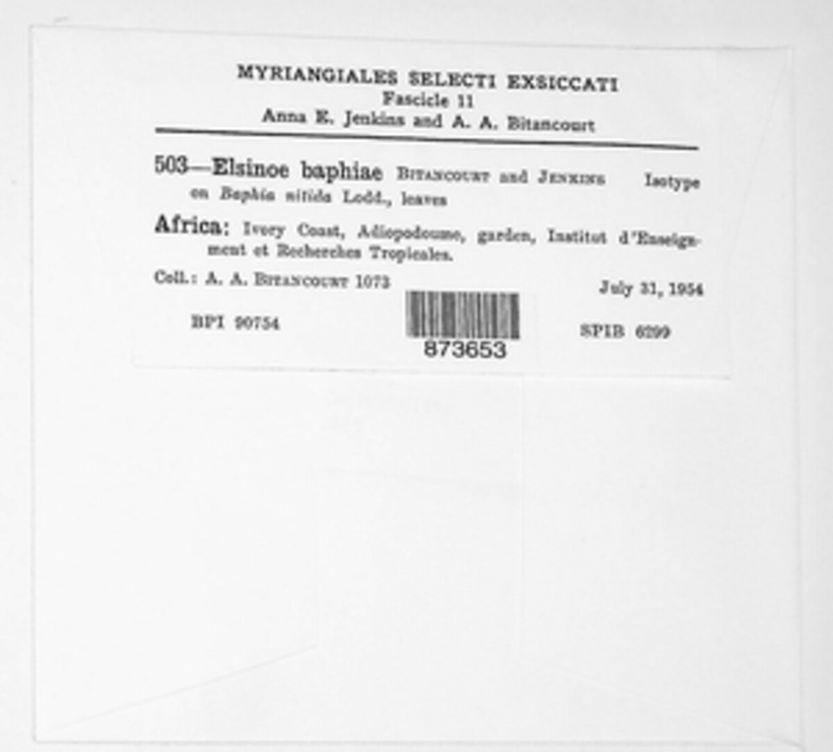 Elsinoe baphiae image